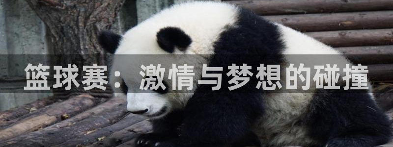 意昂2意昂2平台：篮球赛：激情与梦想