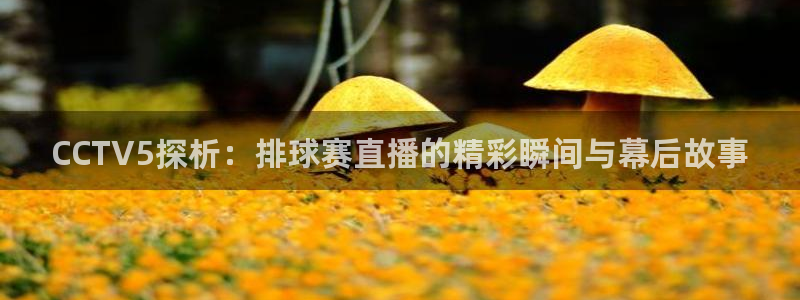 意昂2体育在线平台登录：CCTV5探